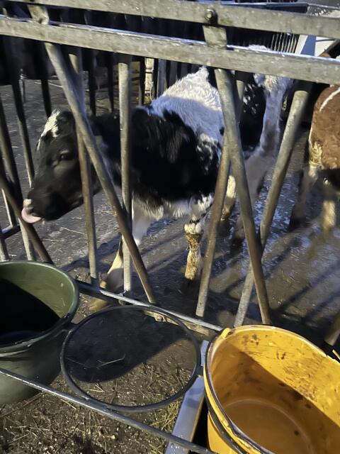 Verkaufe 1 WBB Kuhkalb