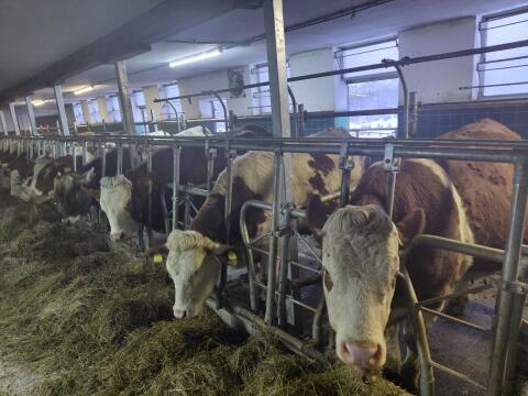 Zuchtkalbin trächtig