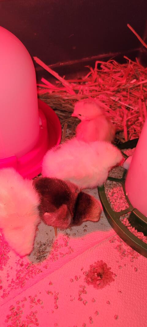 Buntlegerküken abzugeben!