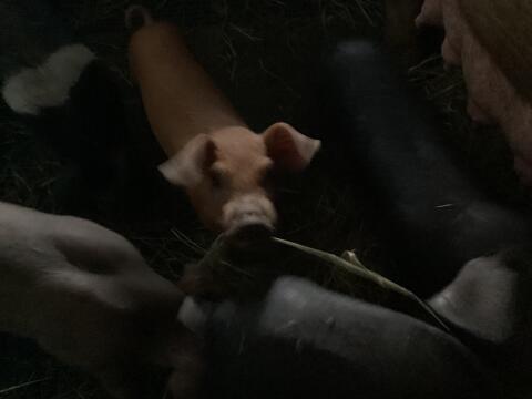 Schwäbisch Hällisch-Duroc Ferkel