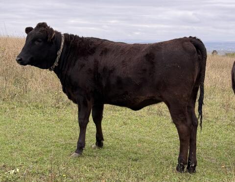 Wagyu-Färse Fullblood