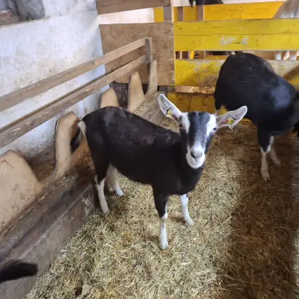 Bündner Strahlenziege