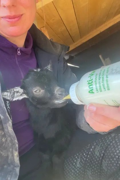 Afrikanische Zwergziegen