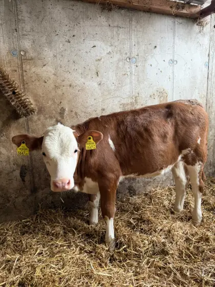 Verkaufe Fleckenkuhkalb