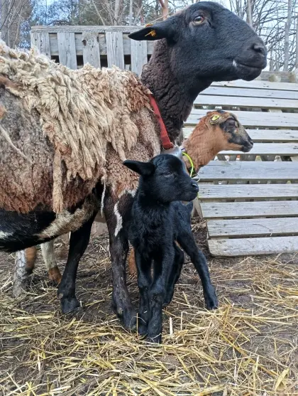 Kamerunschaf und Dorper-Mix