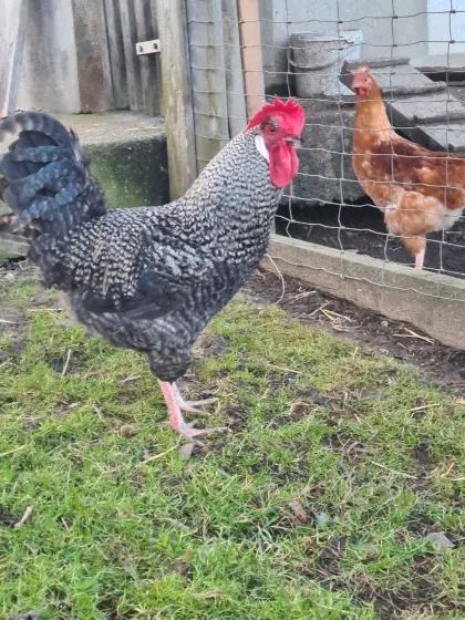 Junger Hahn abzugeben