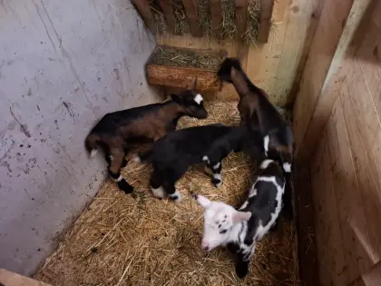 Tauernschecken Kitze