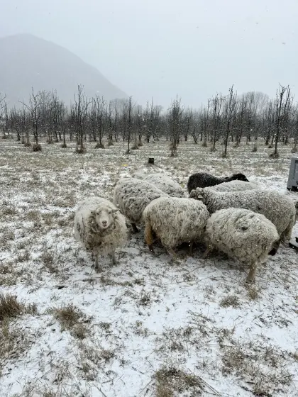 Schafe zu verschenken
