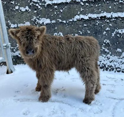 Mini Hochlandrind Stier, Jungtier