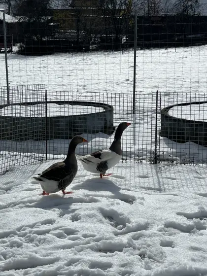 Zwei Land-Hausgans Mix Gänse