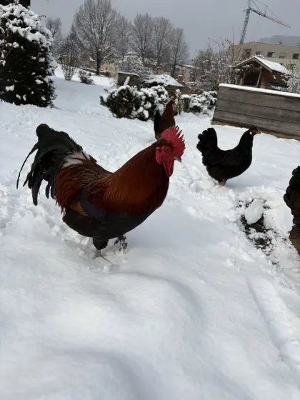 Hahn mit 2 Hühnern zu verkaufen