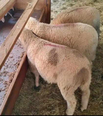 Suche das ganze Jahr Lämmer und Altschafe