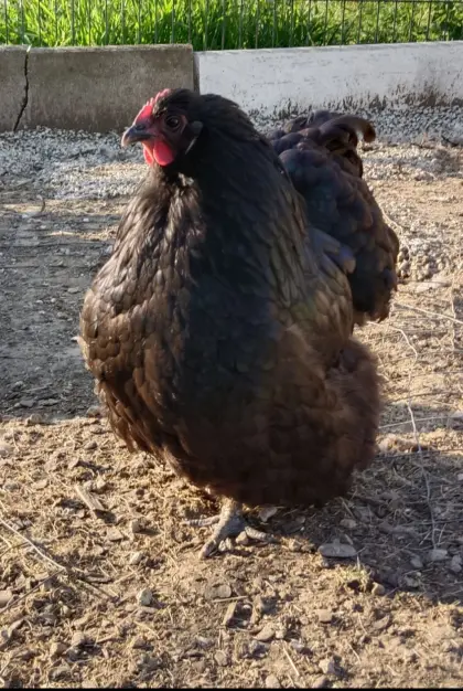 Orpington Henne