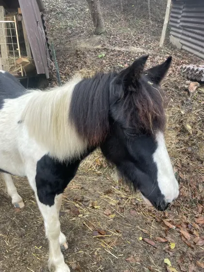 Tinkerpony Junghengst