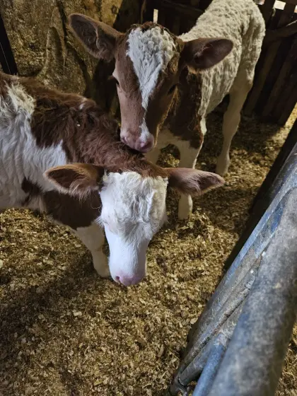 Fleckviehstierkalb Bio