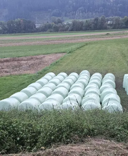 Maissiloballen Ernte 2025