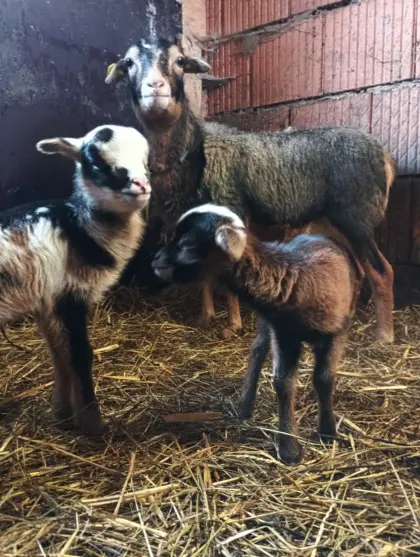 Kamerunschaf und ein Dorper-Mix