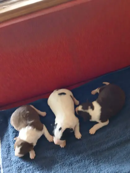 Border Collie Welpen