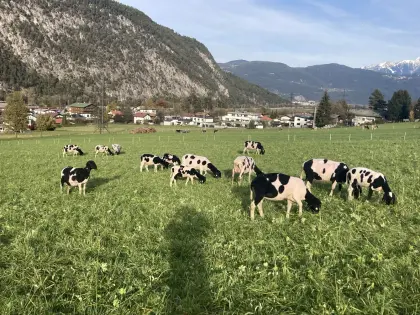 Gescheckte Bergschafe HB