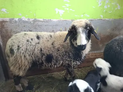Montafoner Steinschaf, Herdebuchfähig