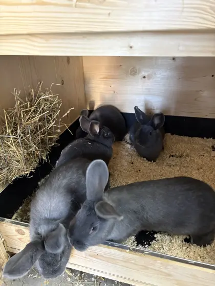 Deutsche Riesenschecken, Blaue Wiener