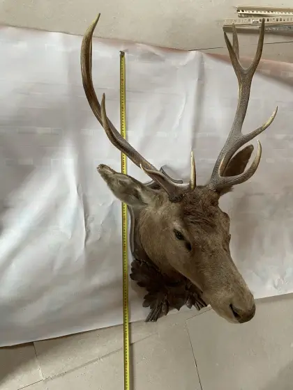 Präparierter Hirschkopf