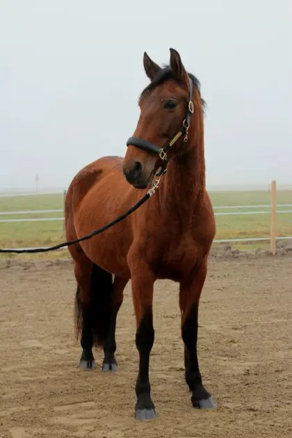 Schicke PRE-Stute mit Top Abstammung