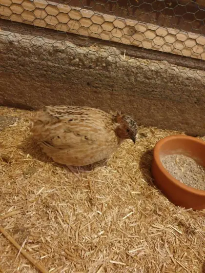 Wachteln, Wachteleier, Wachtelbruteier