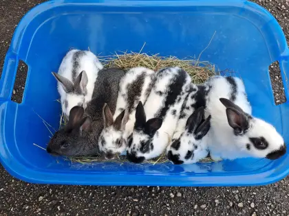 Hasen, Fleischhasen, Kaninchen