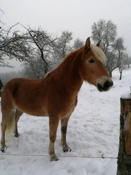 Haflinger Wallach