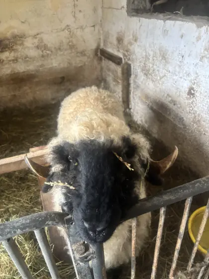 Walliser Schwarznasenschafe