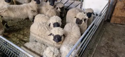 Walliser Schwarznasenschafe