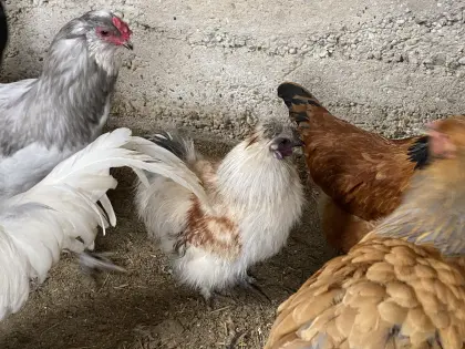 Hähne verschiedener Rassen