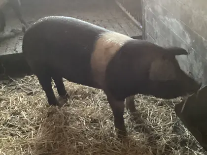 Schwäbisch Hällisch