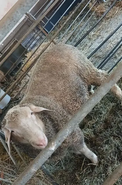 Merinowidder, Schafbock, Widder