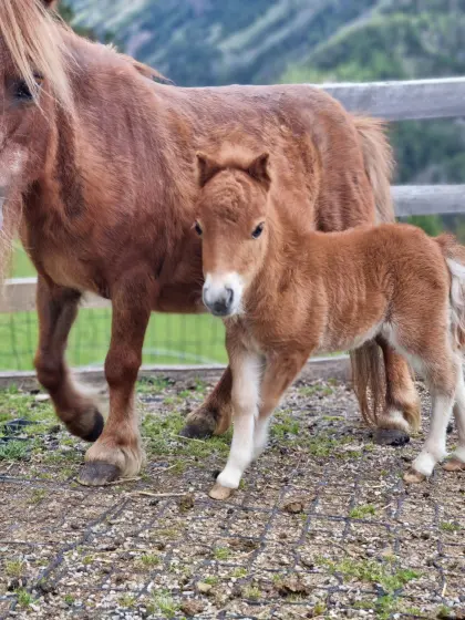 Mini-Shettymix Stutfohlen Felicitas