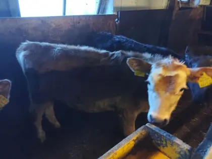 Fleck Ochse 4 Monate