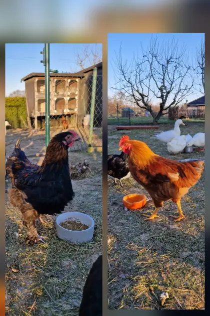 2 Hähne zu verschenken