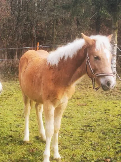 Haflingerhengstfohlen zu verkaufen