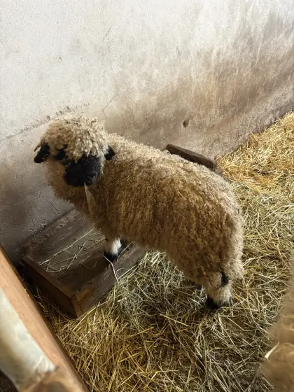 Walliser Schwarznasenbock