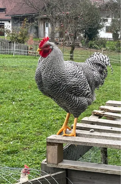 Reinrassiger Amrock Hahn