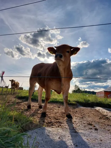 Trächtige Bio Murbodner Kalbinnen
