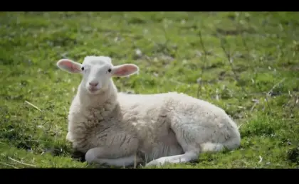 Schafwolle unbehandel