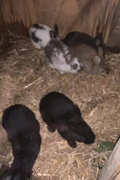 Kleine Mischlinge abzugeben.