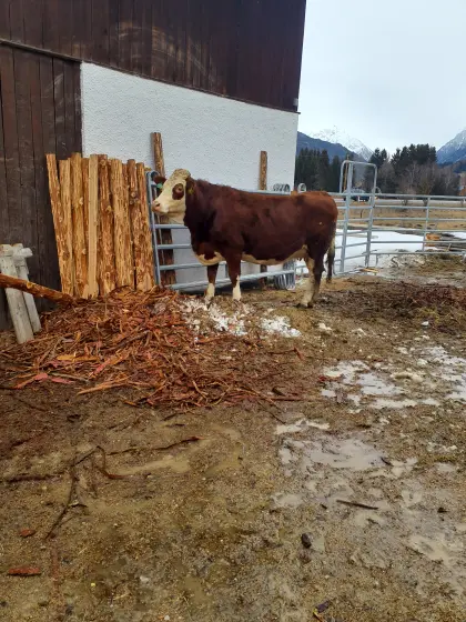 Trächtige Bio Heu Kuh