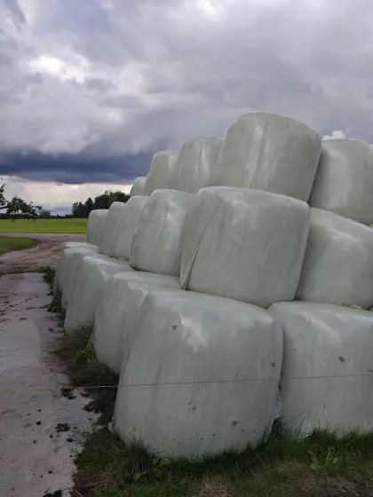 Siloballen zu verkaufen