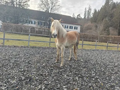 Fast 2-jährige Haflinger Stute von NON STOP