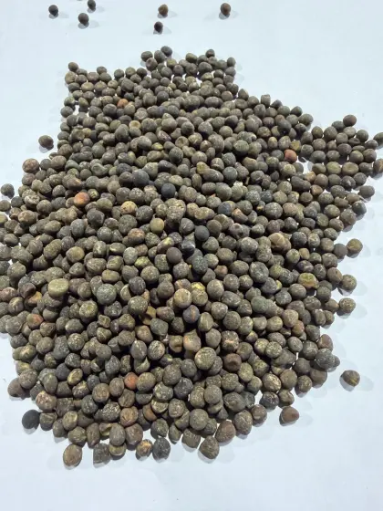 Verkaufe pannonische Winterwicke BIO