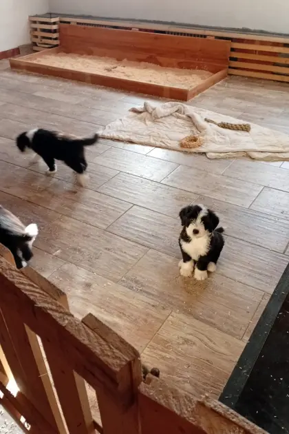 Bearded Collie Bobtail Mischling Welpen