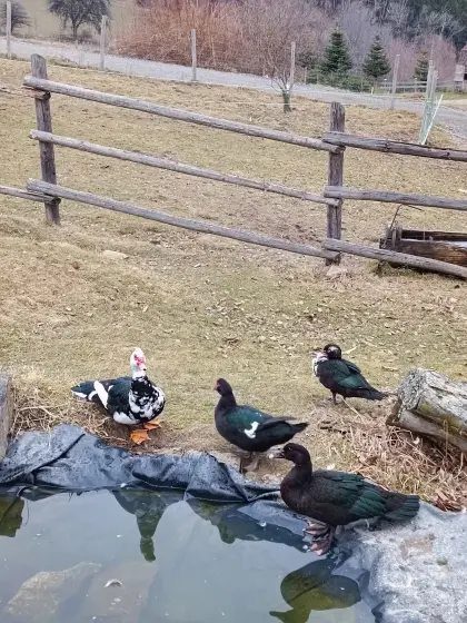 Besten Schneckenfresser zu verkaufen - Moschusenten